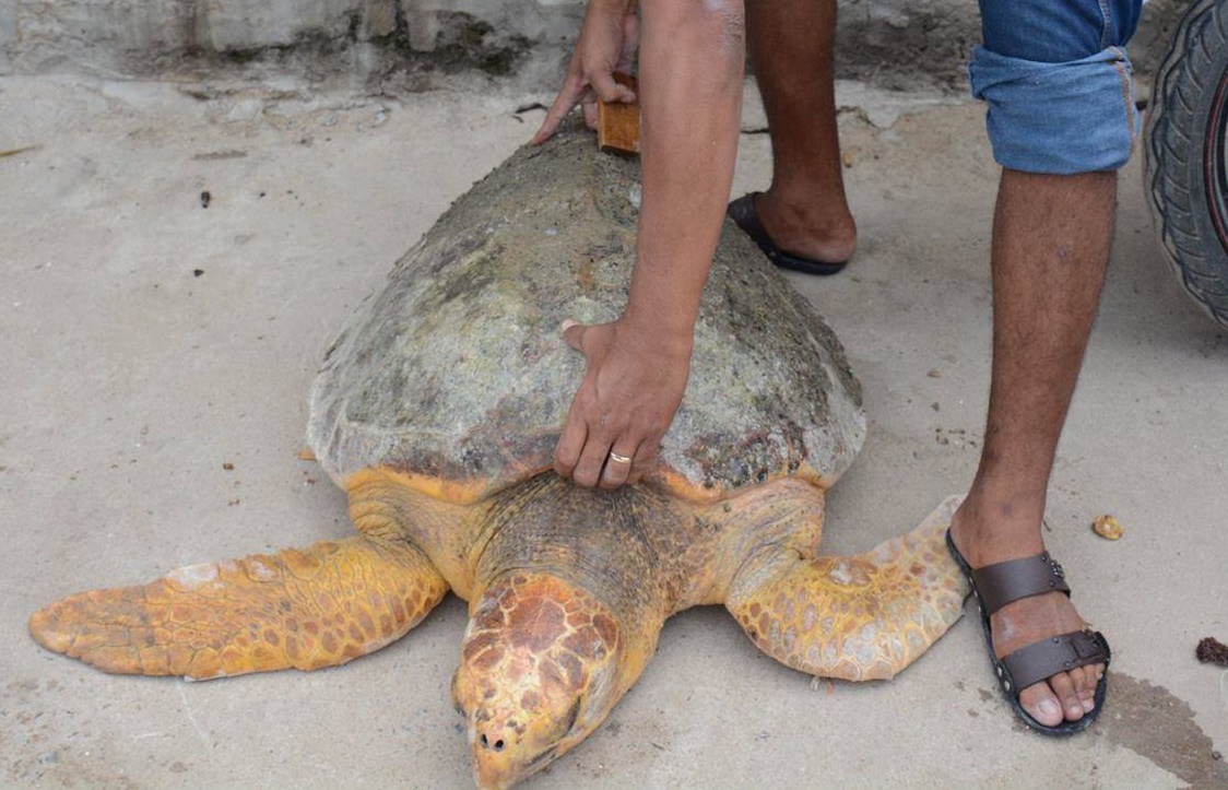 Rua 60 kg boi lac vao be nuoc cua Nhiet dien Vinh Tan 2 hinh anh