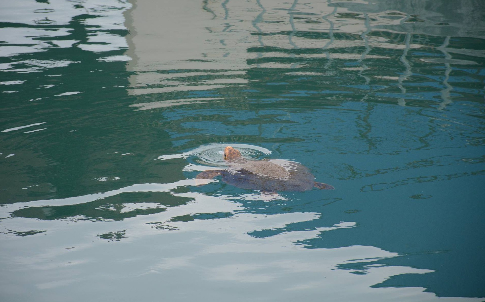 Giai cuu rua bien boi lac vao nha may Nhiet dien Vinh Tan 2 hinh anh