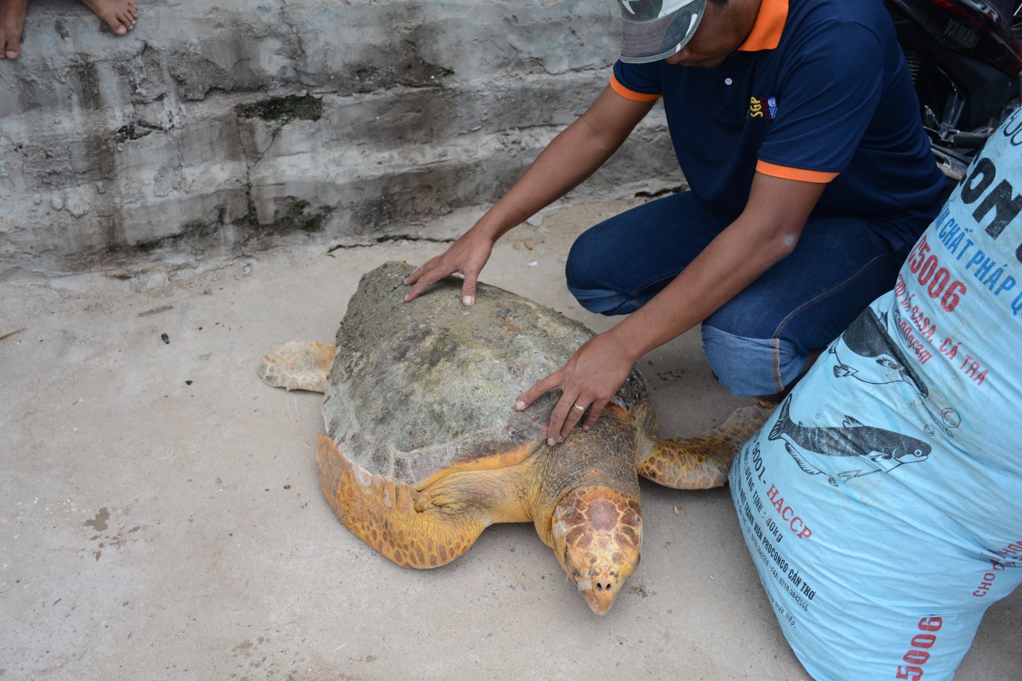 rùa đi lạc vào nhà máy nhiệt điện vĩnh tân 2 ảnh 1 rua di lac vao nha may nhiet dien vinh tan 2 anh 1