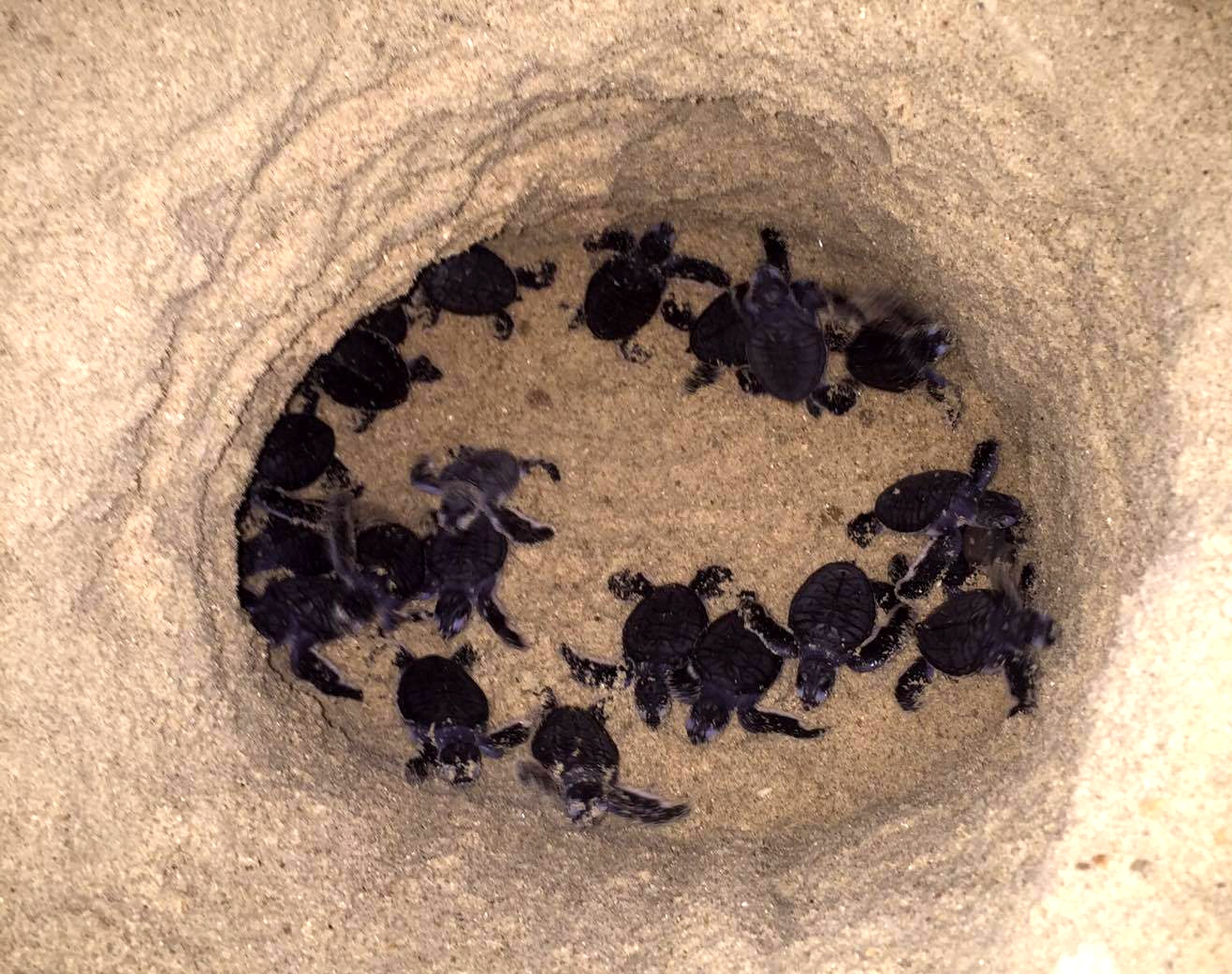 thả 103 con rùa biển về đại dương ở khu bảo tồn hòn cau ảnh 1 tha 103 con rua bien ve dai duong o khu bao ton hon cau anh 1