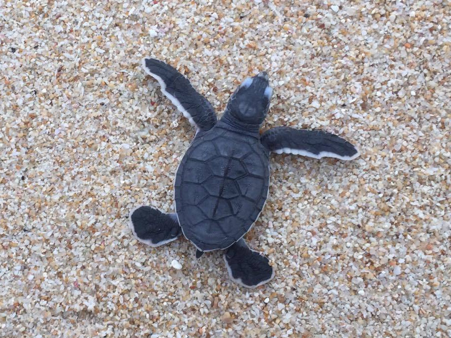 Hon 100 con rua duoc tha ve bien Hon Cau hinh anh