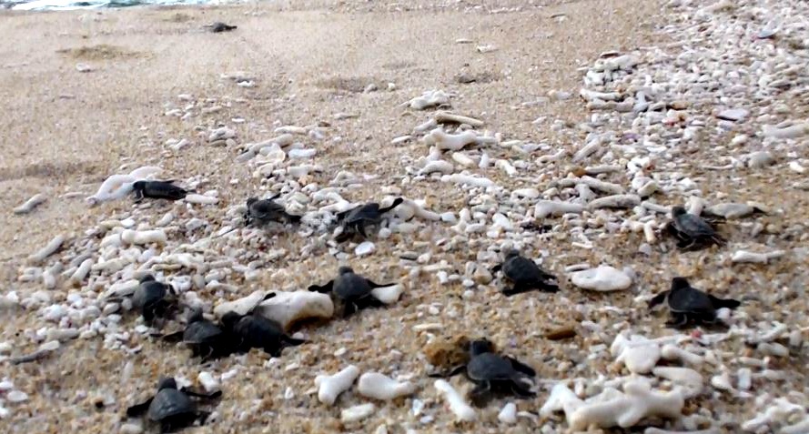 Tha rua con ve bien o Khu bao ton bien Hon Cau hinh anh