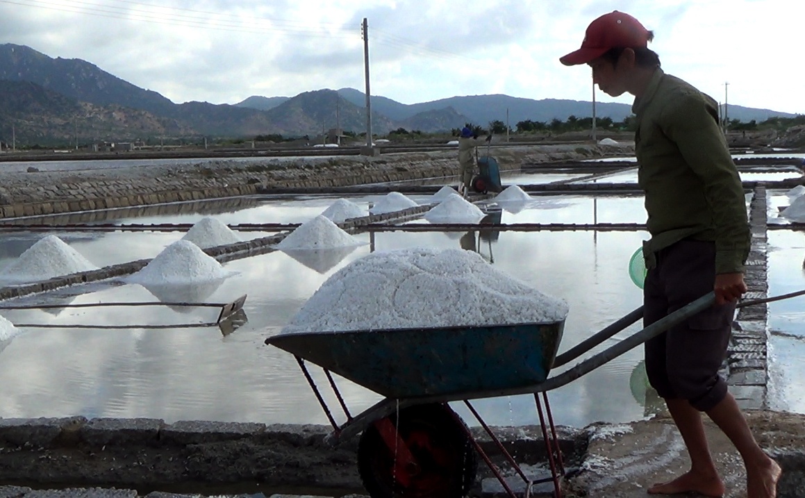 muoi ninh thuan tang gia,  diem dan khong co ban vi mua keo dai anh 1