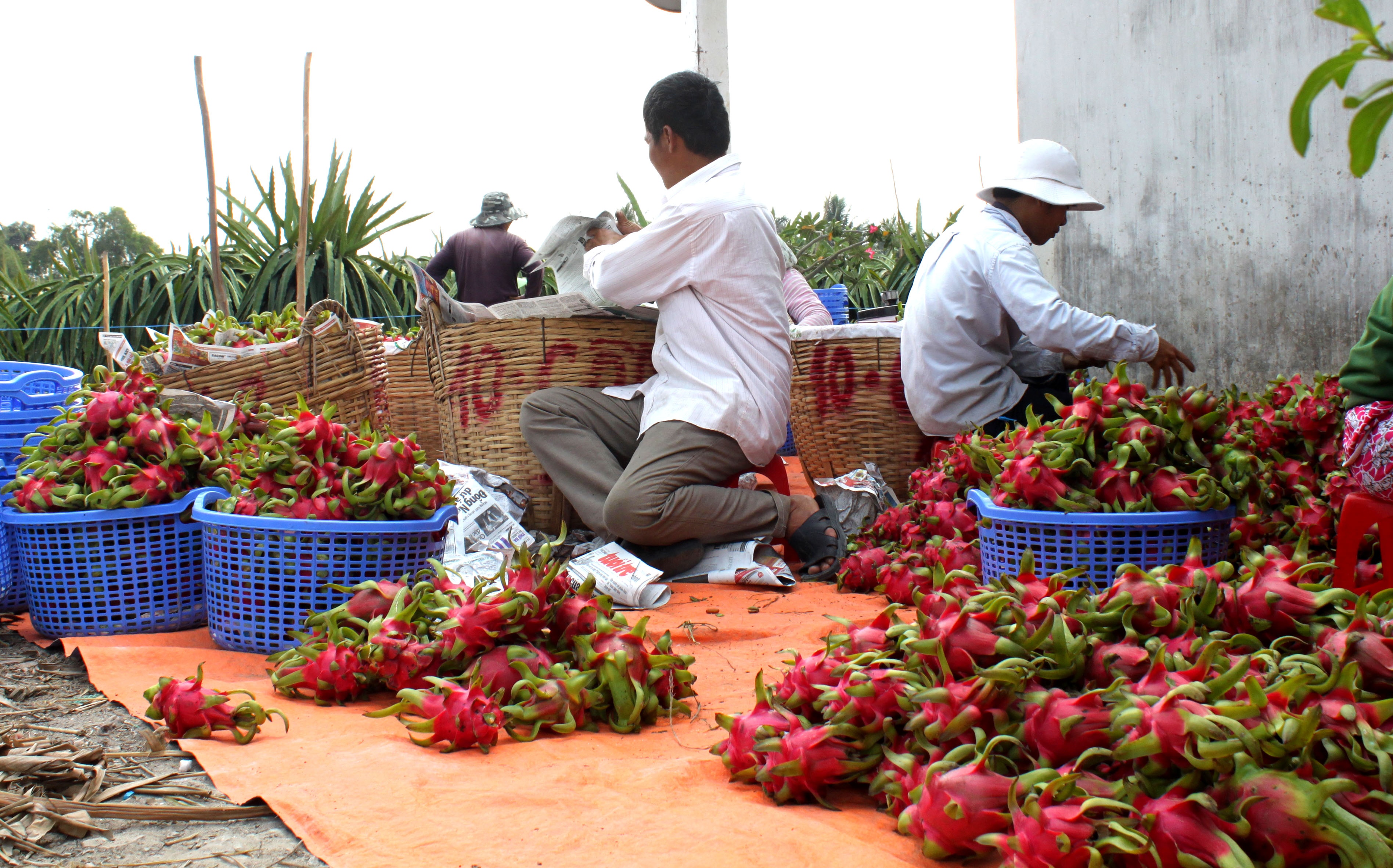 Phat 2 nguoi Trung Quoc thu mua thanh long trai phep hinh anh