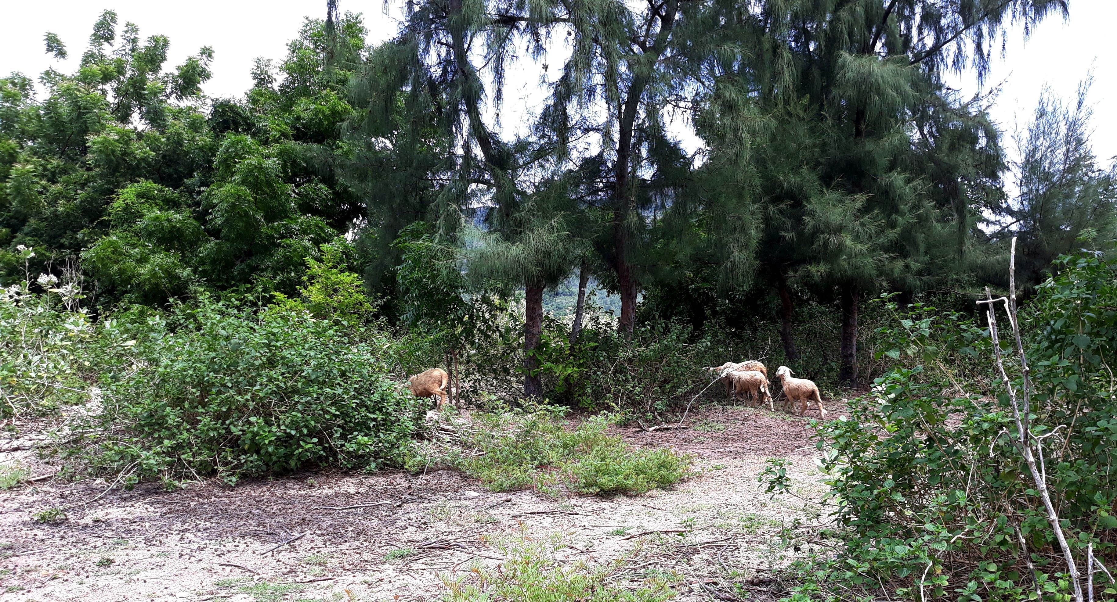 khu du lich 2.500 ty bo hoang anh 11