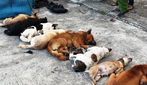 Tong thang xe may vao ke trom cho giua trua hinh anh