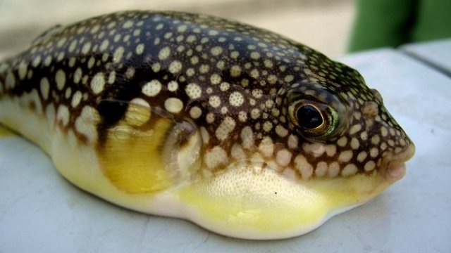 Mot ngu dan chet, 4 nguoi nguy kich vi an ca noc hinh anh