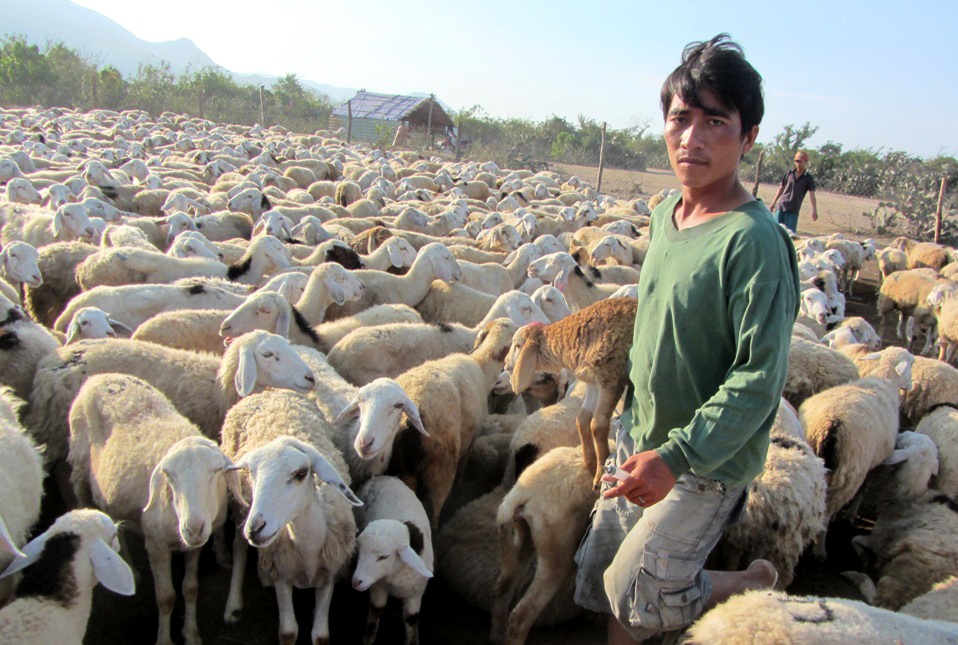 Gan chi dan dia ly len thit cuu Ninh Thuan hinh anh