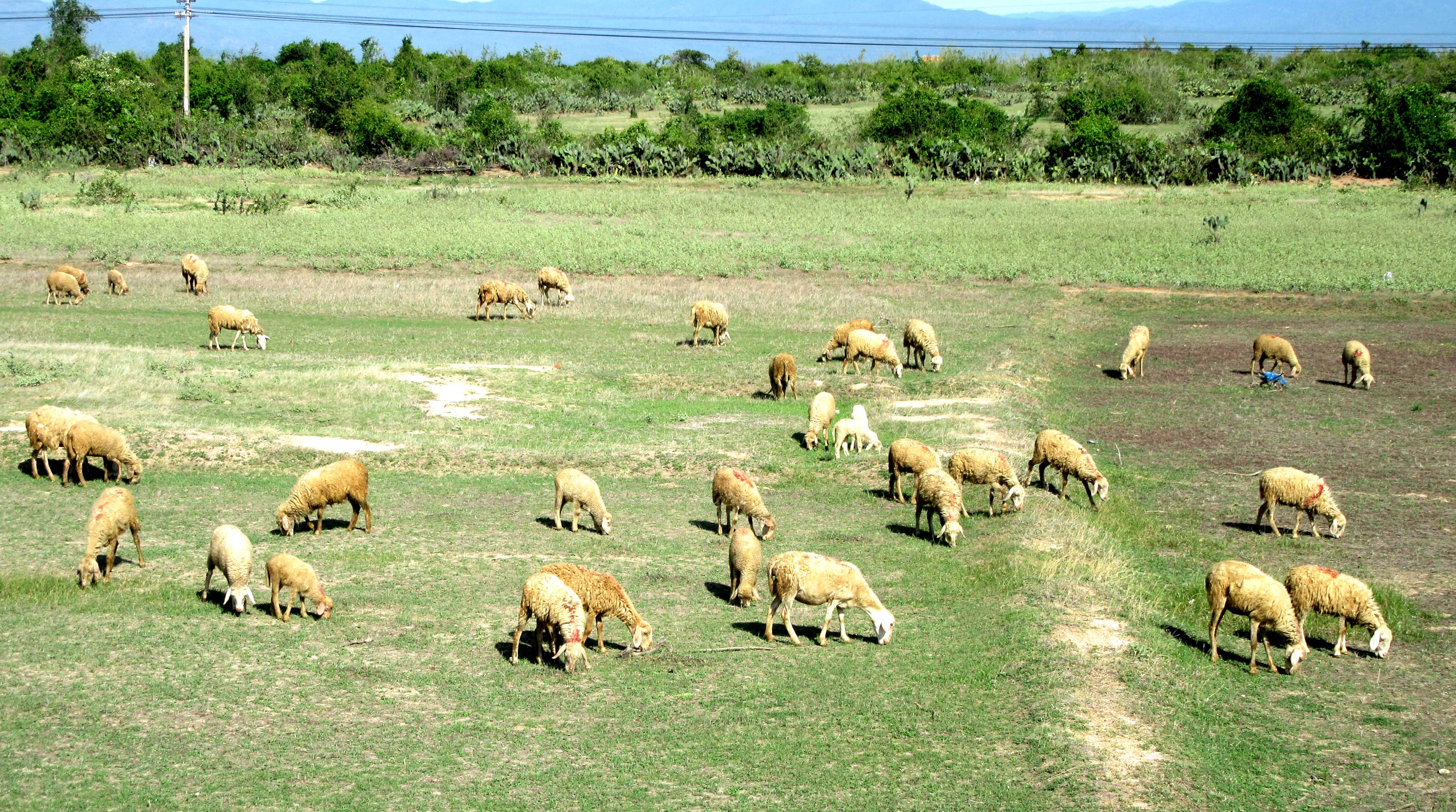 Thit cuu ninh thuan co chi dan dia ly anh 1
