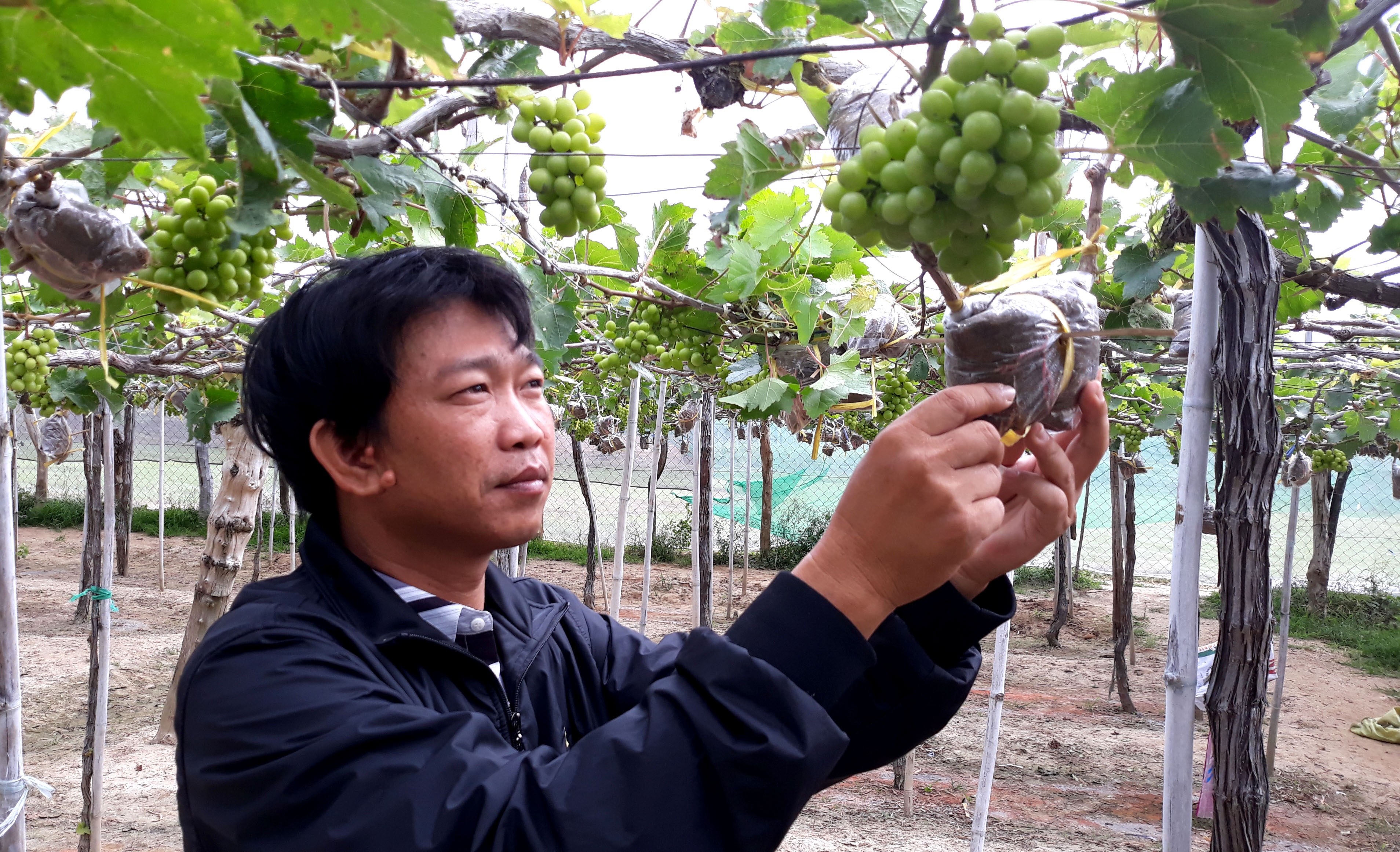 5000 chau nho kieng phuc vu tet anh 2