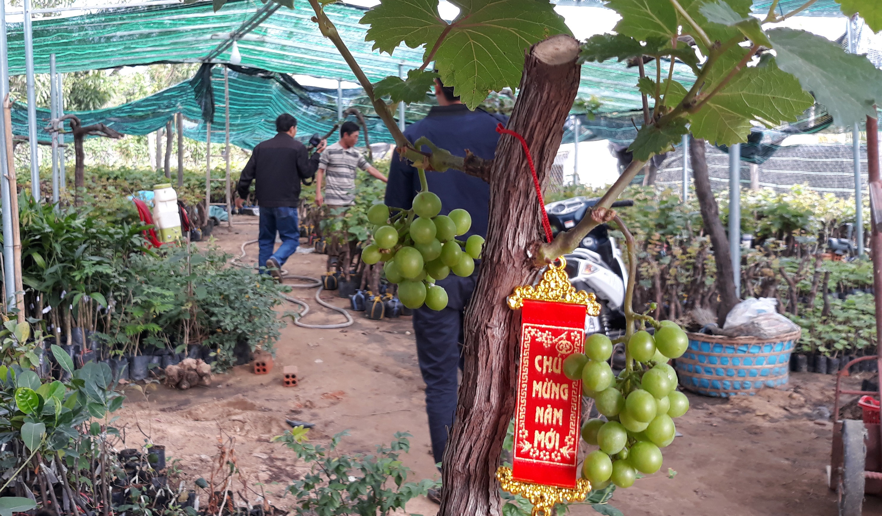 Chiet nho canh phuc vu Tet Mau Tuat 2018 hinh anh