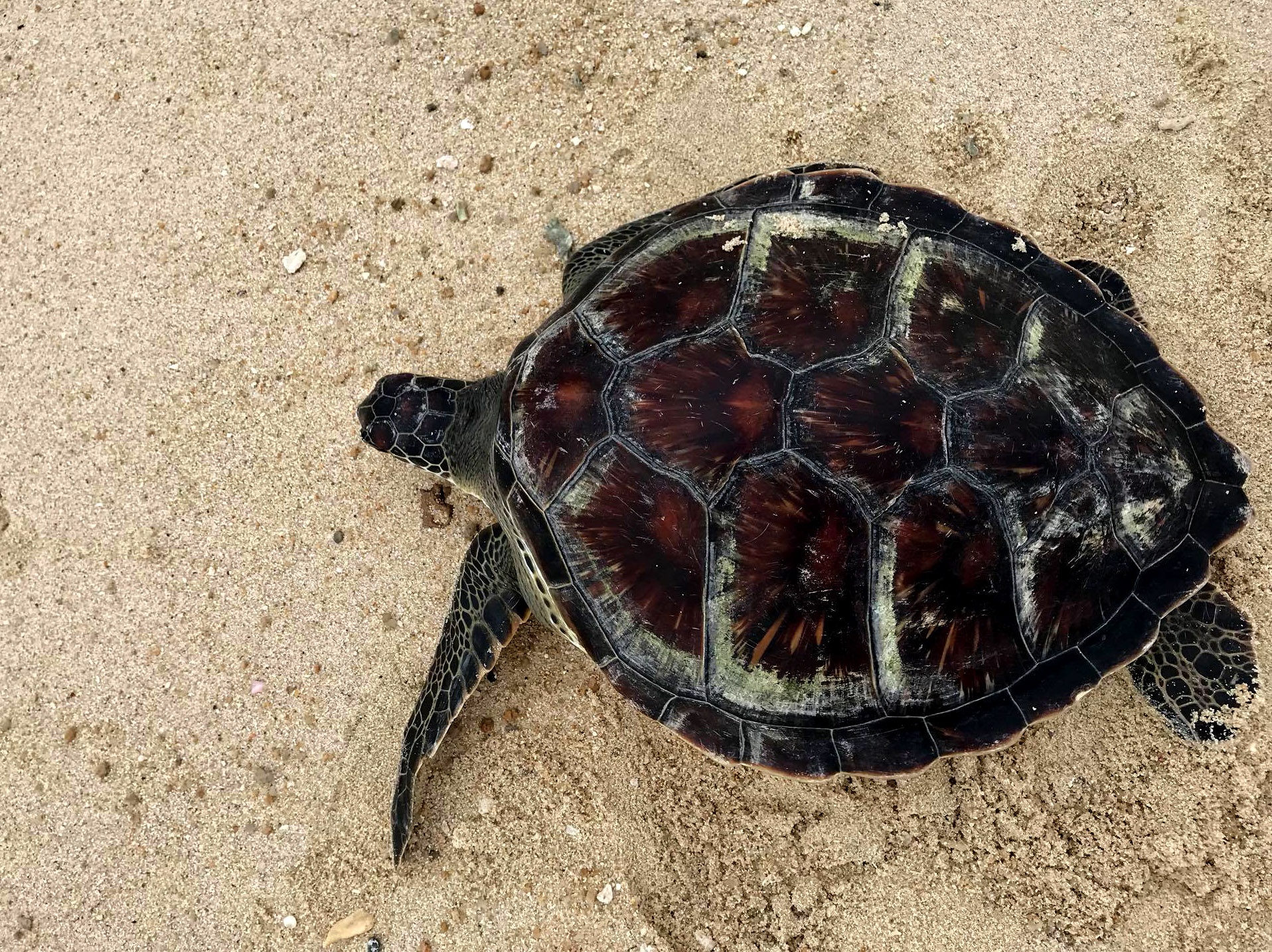 Dua 2 con doi moi quy hiem tu Sai Gon ve tha o bien Hon Cau hinh anh