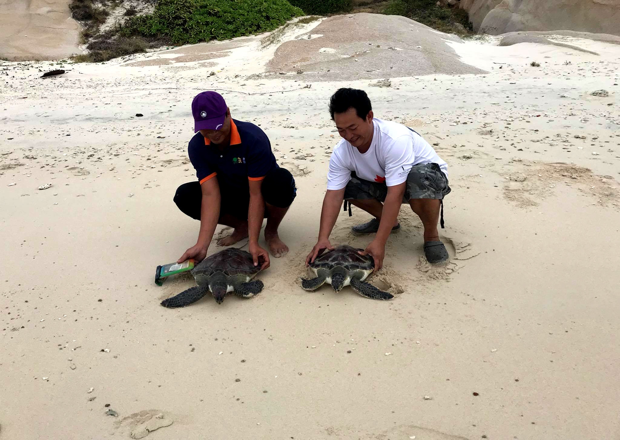 thả đồi mồi về biển hòn cau ảnh 2 tha doi moi ve bien hon cau anh 2