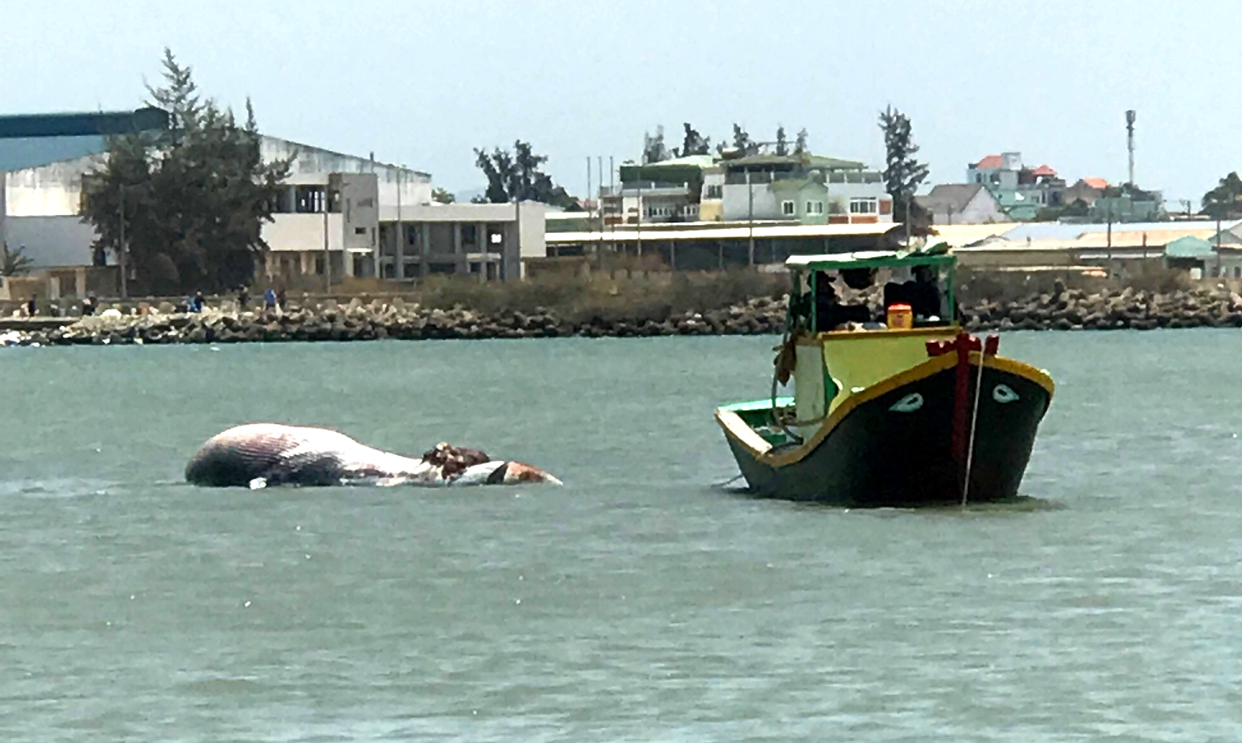 xac ca voi troi tren bien anh 1