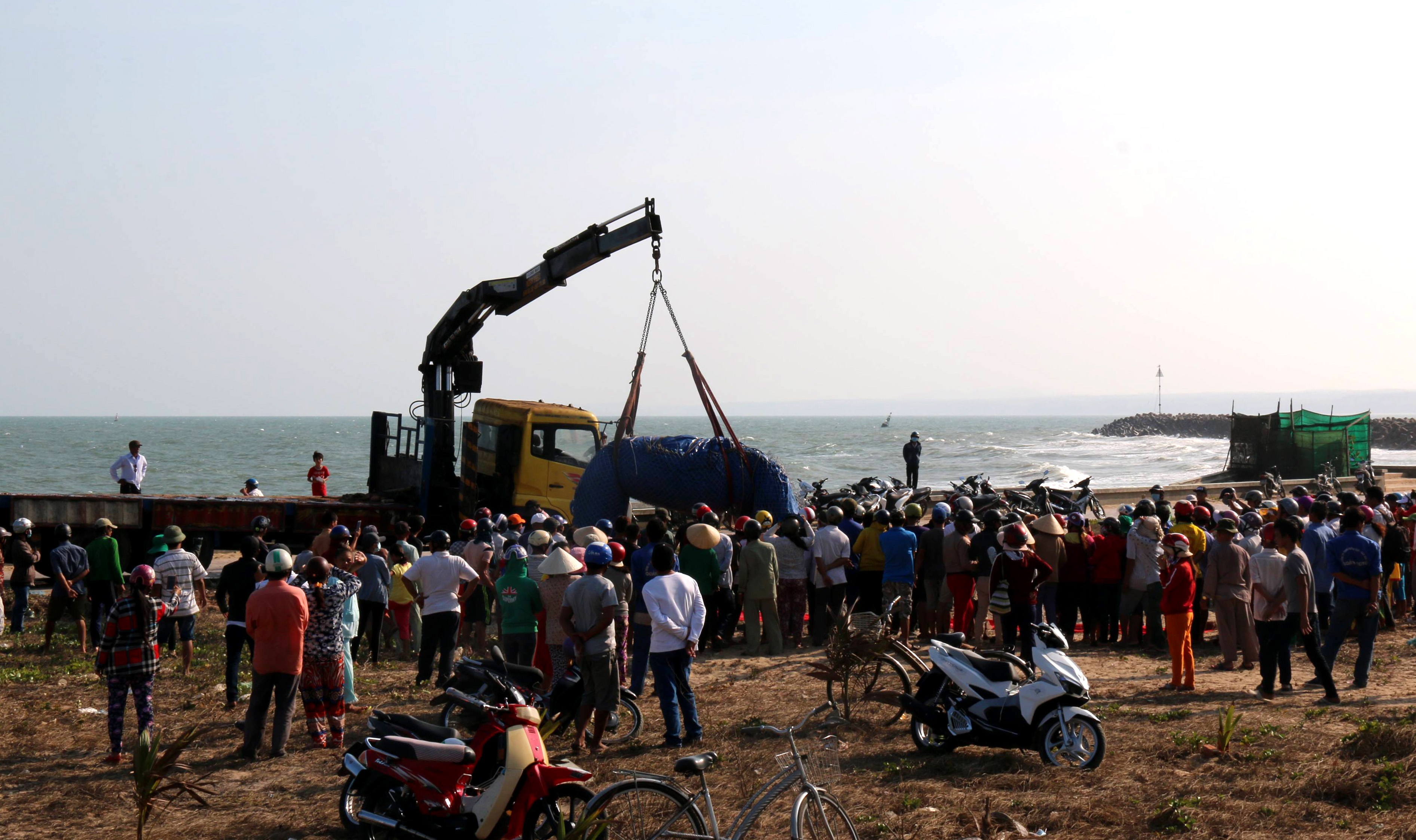 xac ca voi troi tren bien anh 2