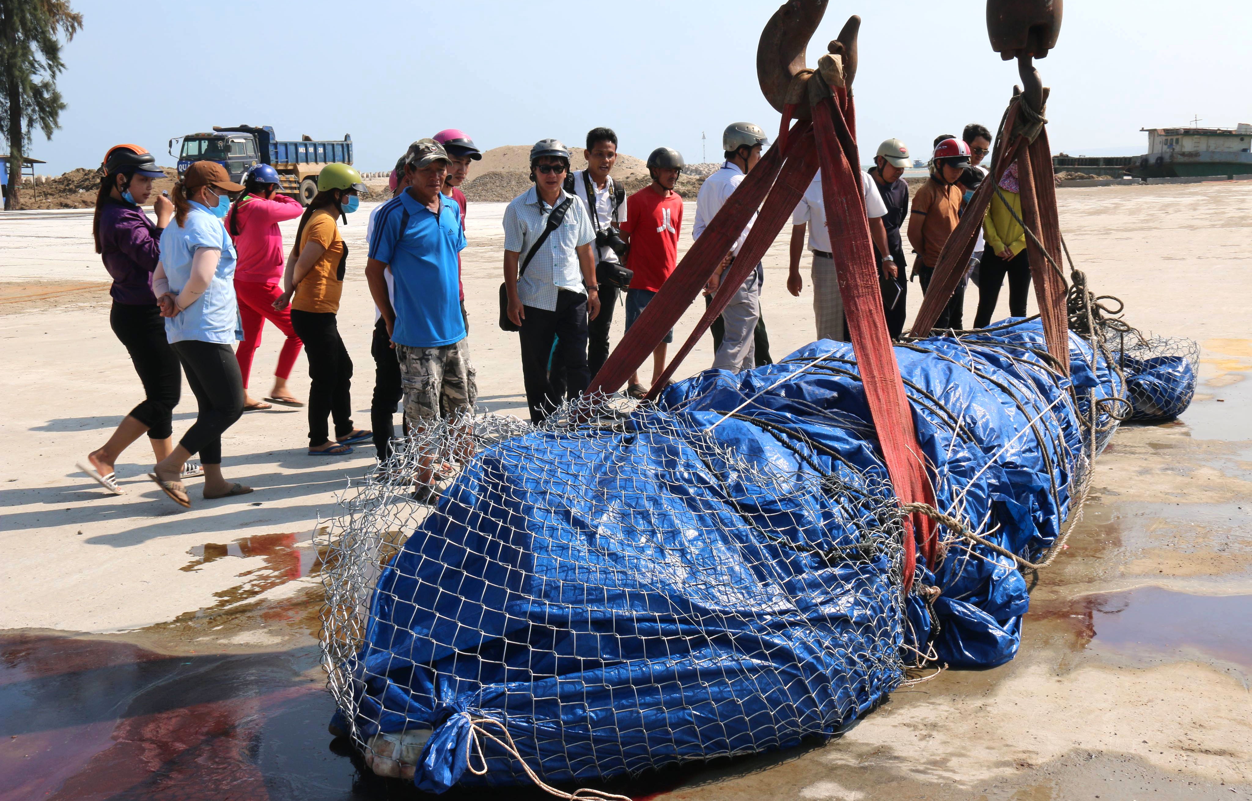 Dua ca voi nang 3 tan, dai 6 m vao bo chon cat hinh anh