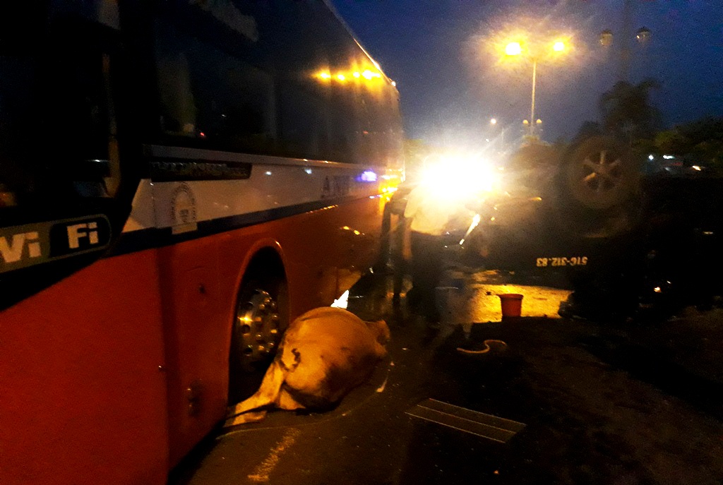 Xe 7 cho lat ngua khi tranh con bo bang ngang quoc lo 1 hinh anh