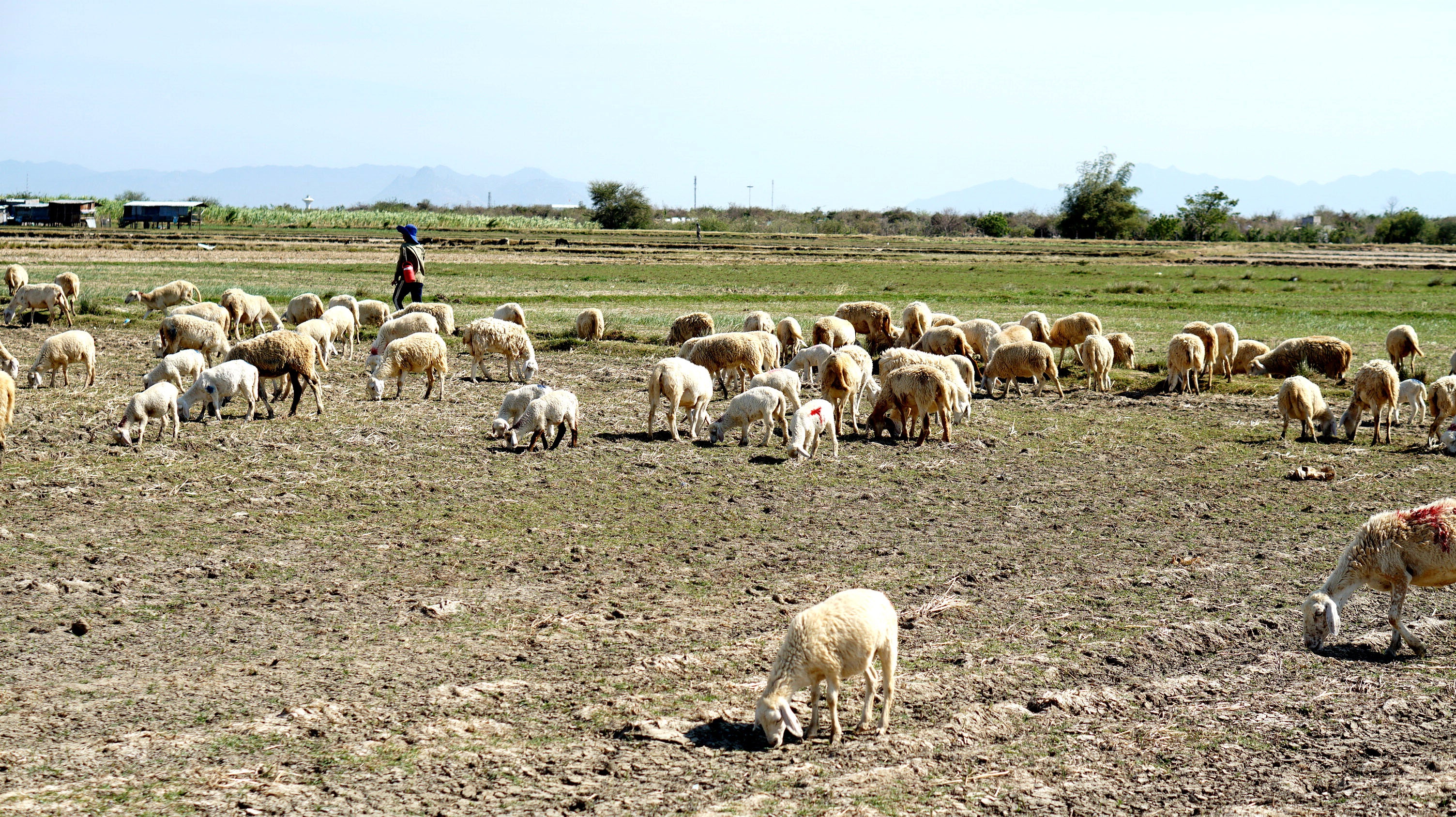 Han han khien Ninh Thuan dung le hoi nho va ruou vang hinh anh