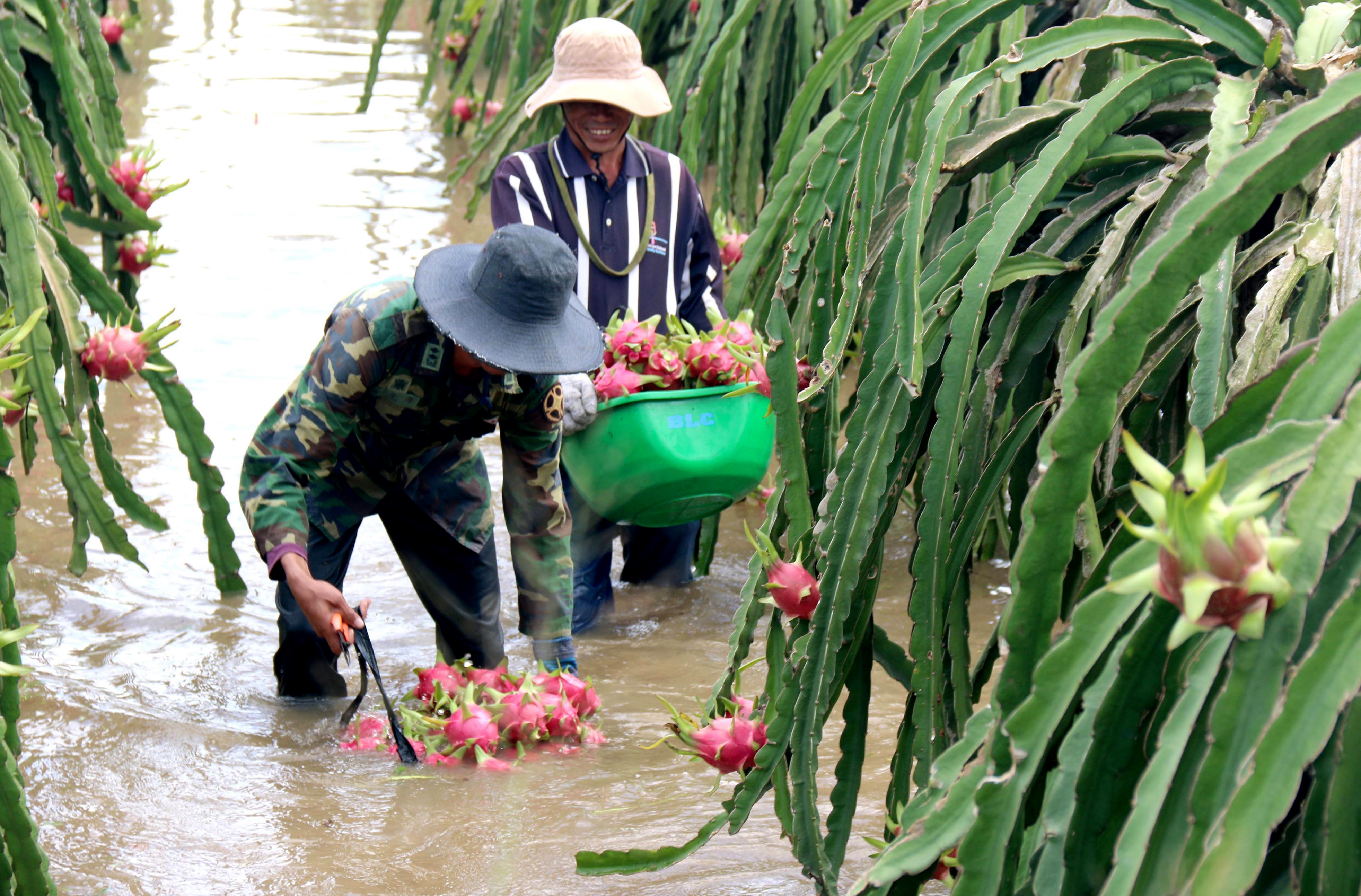 Hang tram hecta thanh long bi ngap, 200 ho gia dinh bi chia cat hinh anh