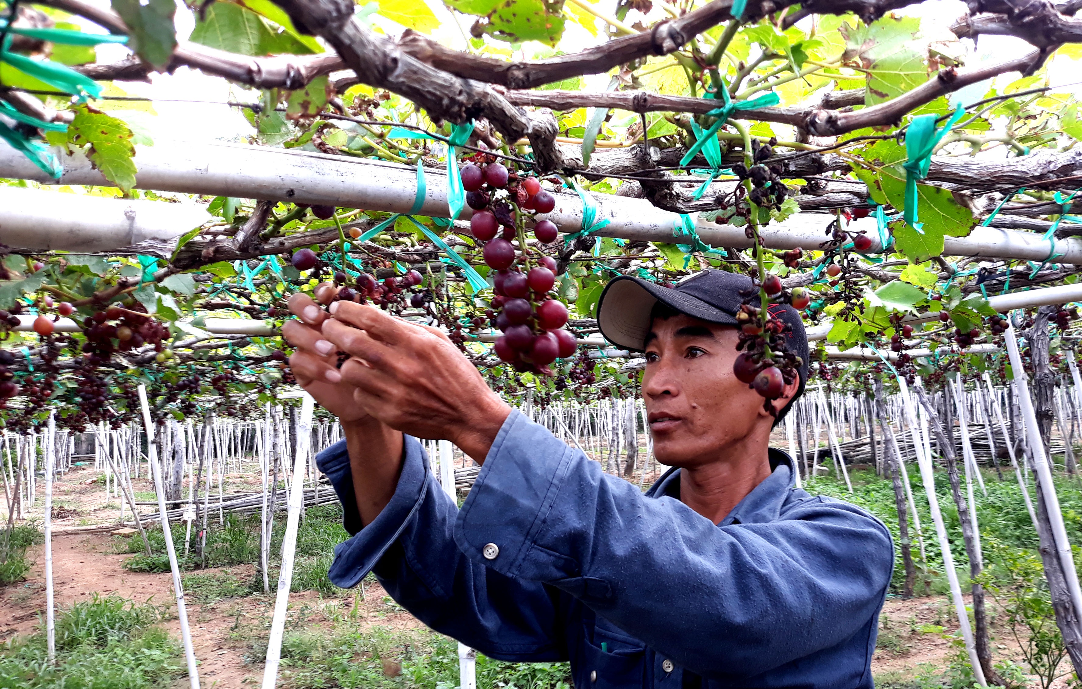 Nguoi trong nho o Ninh Thuan khoc ben du an tram ty hinh anh