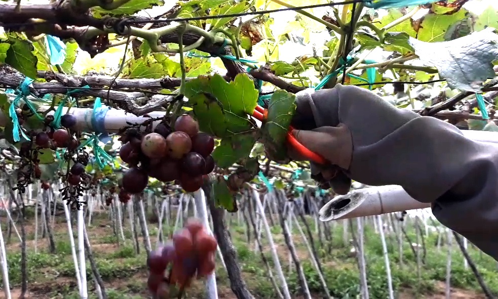 Nguoi dan cat bo nho vi ngap ung keo dai hinh anh