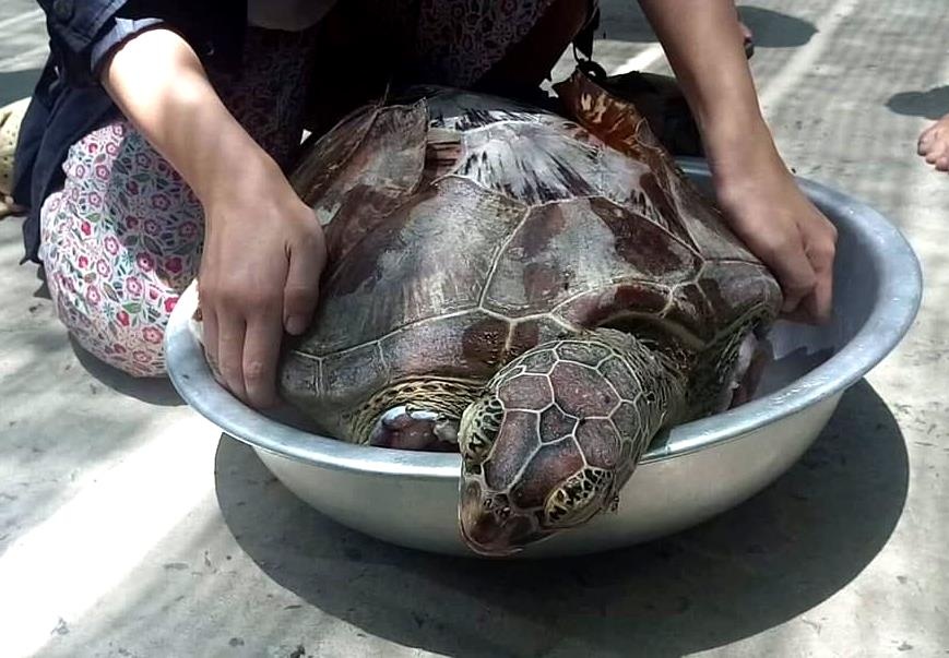 Rua Xanh nang gan 20 kg bi cat 2 vay chet troi tren bien hinh anh