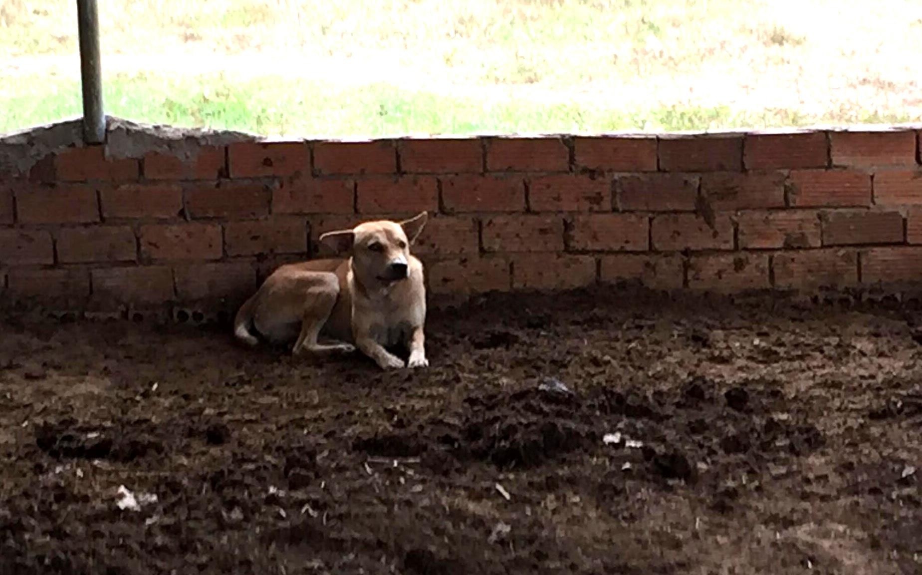 Chu cho dan duong tim thi the be trai 2 tuoi bi mat tich hinh anh