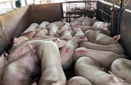 Binh Thuan phat hien 2 o dich ta lon chau Phi hinh anh