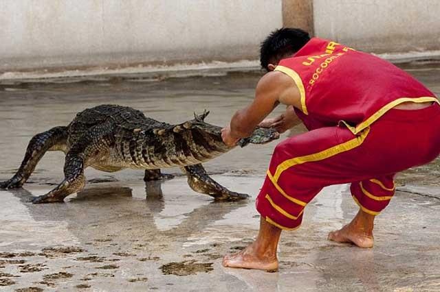 Ca sau dai 4 m roi xuong san khau, khan gia xem xiec thao chay hinh anh