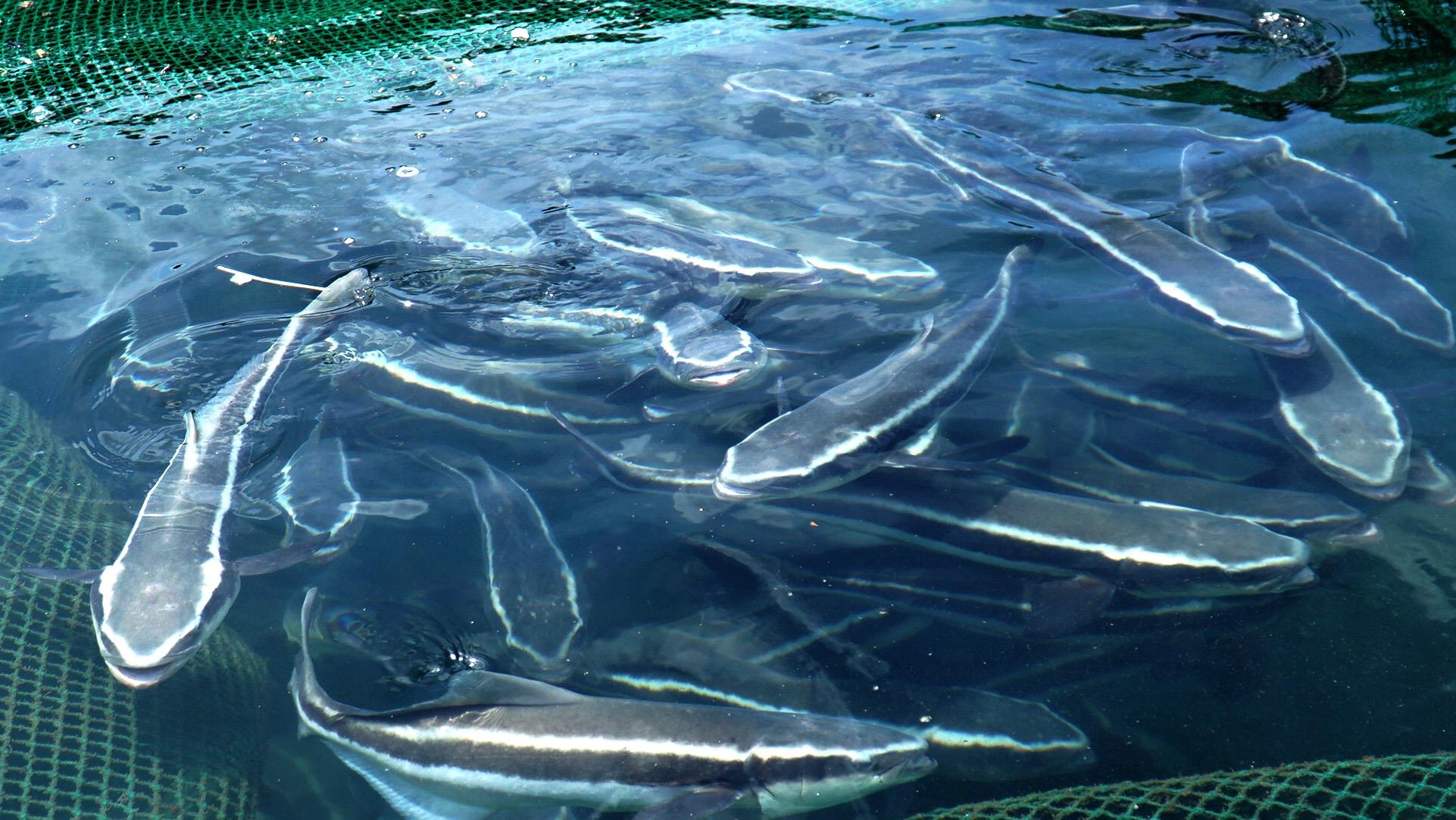 Ca bop o vinh Vinh Hy mac 'benh la' hinh anh