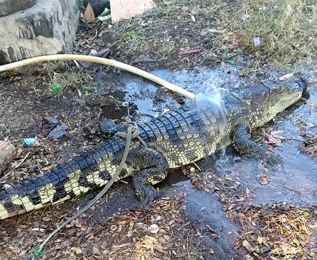 Ca sau dai gan 2 m bo tren quoc lo hinh anh