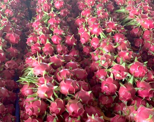 Gan 100.000 tan thanh long Binh Thuan bi dau ra hinh anh