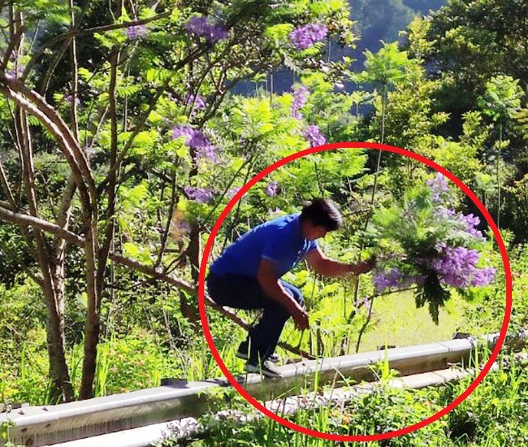 Nguoi dan ong be hoa phuong tim tuyet dep o Da Lat khai gi? anh 1