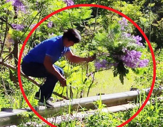 Nguoi dan ong be hoa phuong tim o Da Lat khai gi? hinh anh