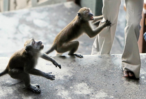 Dan khi tan cong hoc sinh, cuop thuc an hinh anh