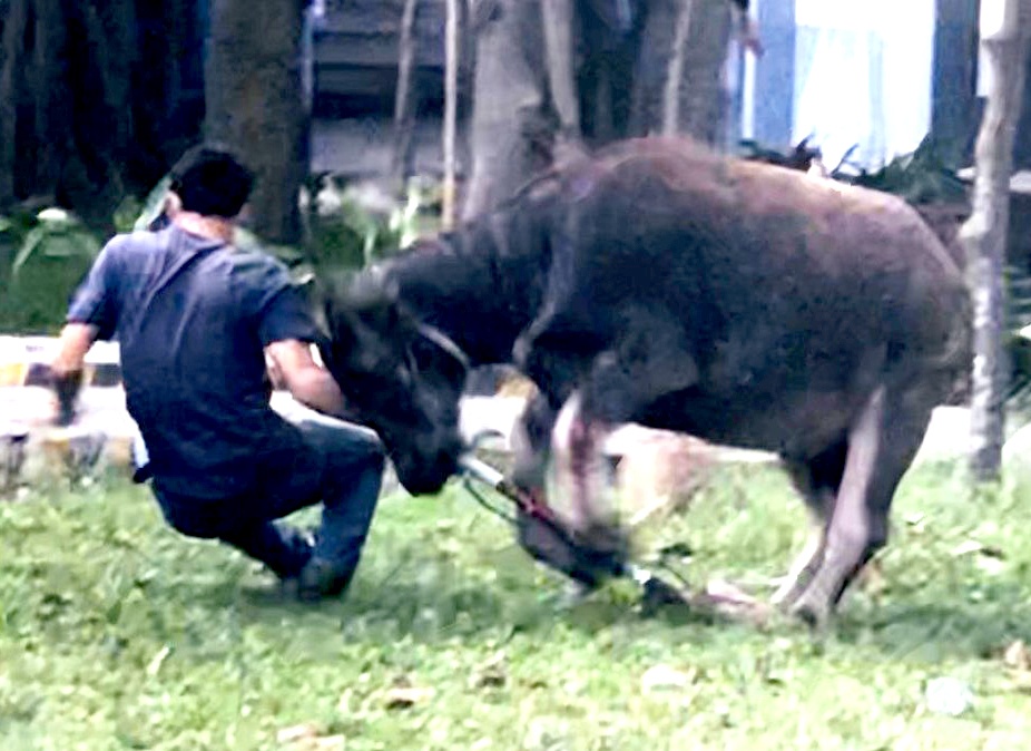 Trau lac huc nhieu nguoi hinh anh