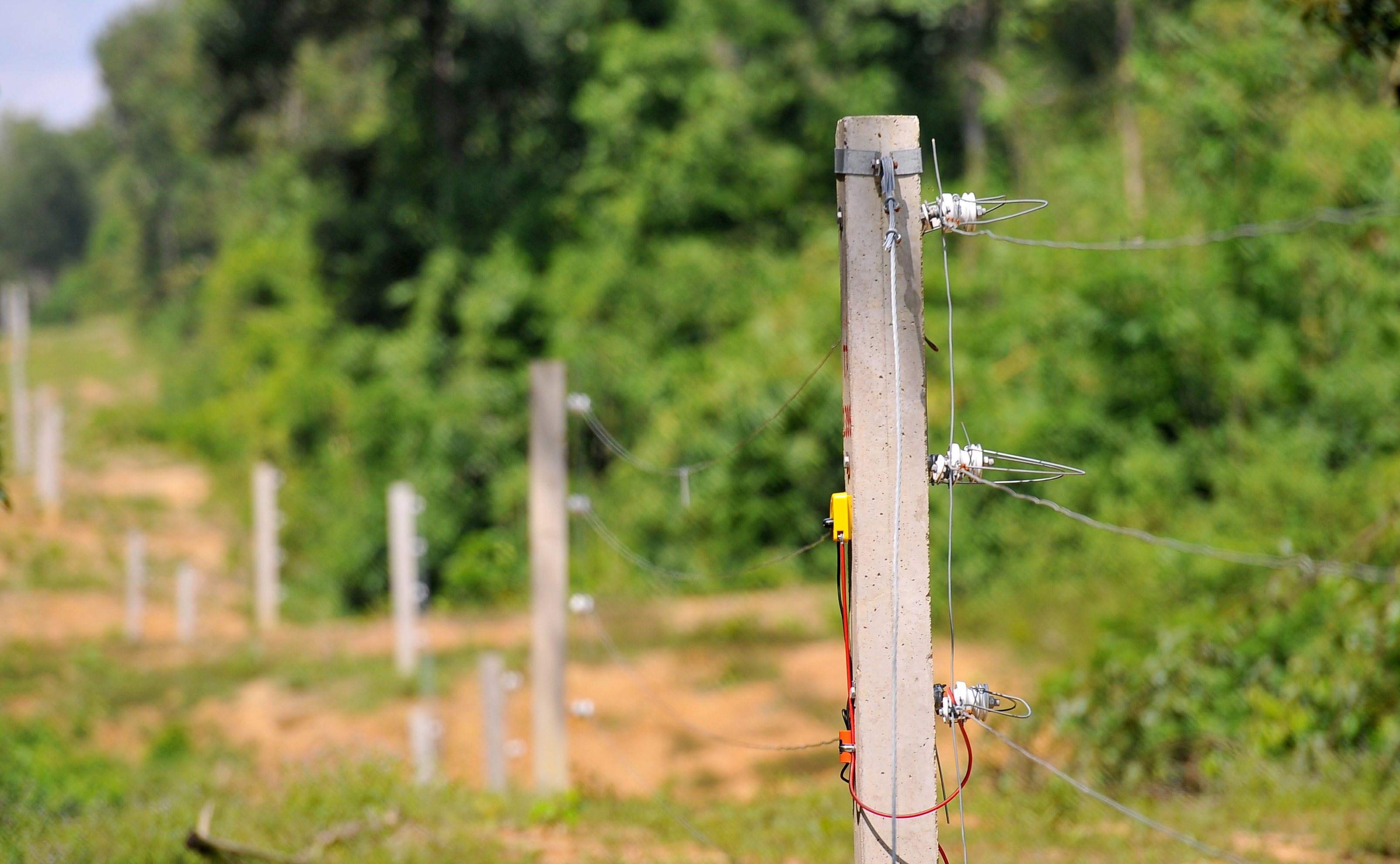 Nguoi dan ong nghi bi voi rung quat anh 1