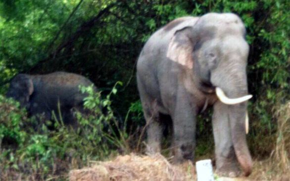 Nguoi dan ong nghi bi voi rung quat hinh anh