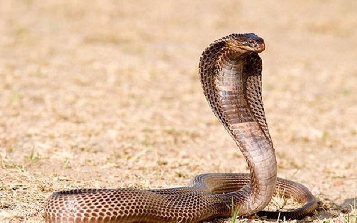 Khoi to nguoi cho thue ho mang chua 21 kg hinh anh