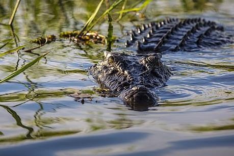 Chua bat duoc ca sau noi giua ho nuoc o Vung Tau hinh anh