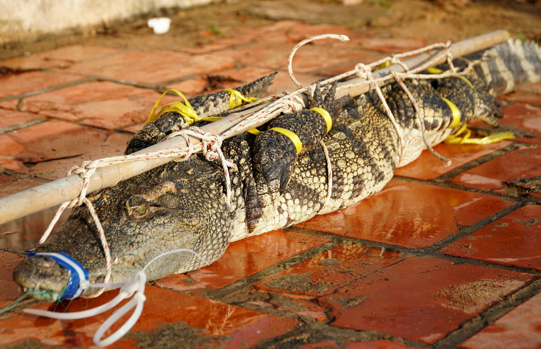 Bat duoc ca sau dai 2 m trong ho nuoc o Vung Tau hinh anh