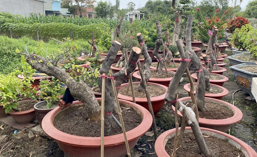 Bắt nghi phạm cưa hàng chục cây bông giấy ở Vũng Tàu ảnh 1 Bat nghi pham cua hang chuc cay bong giay o Vung Tau anh 1