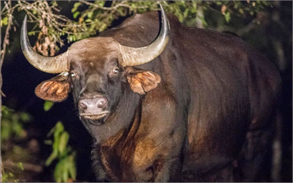 Nguoi dan ong nghi bi bo tot huc trong thuong hinh anh