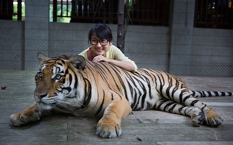 Trong một chuồng nuôi hổ ở Tiger Kingdom. Ảnh: Gettyimages