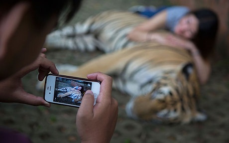 Du khách chụp ảnh ở Tiger Kingdom. Ảnh: Gettyimages