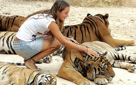 Một du khách đang xoa đầu hổ ở Tiger Temple. Ảnh: Gettyimages