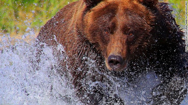 Việc tiếp cận những sinh vật khổng lồ này mà vẫn đảm bảo 100% an toàn không phải chuyện dễ, và những bức ảnh bạn chụp được sẽ vô cùng ấn tượng.