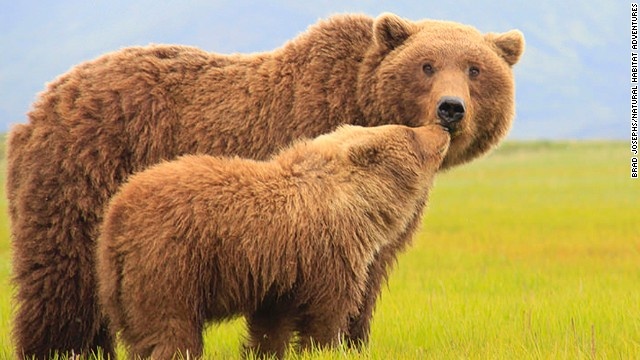 Natural Habitat Adventures chuyên tổ chức các tour đi chụp ảnh động vật hoang dã, trong đó có tour chụp ảnh gấu xám ở Alaska. Ảnh: Natural Habitat Adventures