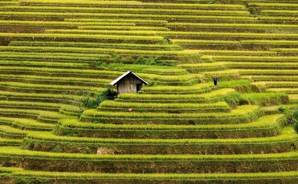 1. Ruộng bậc thang tại Mù Cang Chải, Việt Nam