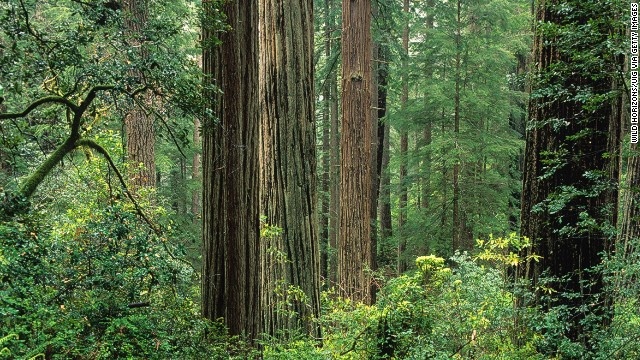Mùi rừng Bắc Mỹ: Một số vùng rừng của Bắc Mỹ, như công viên Prairie Creek Redwoods State ở California, có mùi đặc trưng đến mức nhiều người khẳng định có bịt mắt tha họ vào đó thì họ cũng nhận ra. Ảnh: CNN